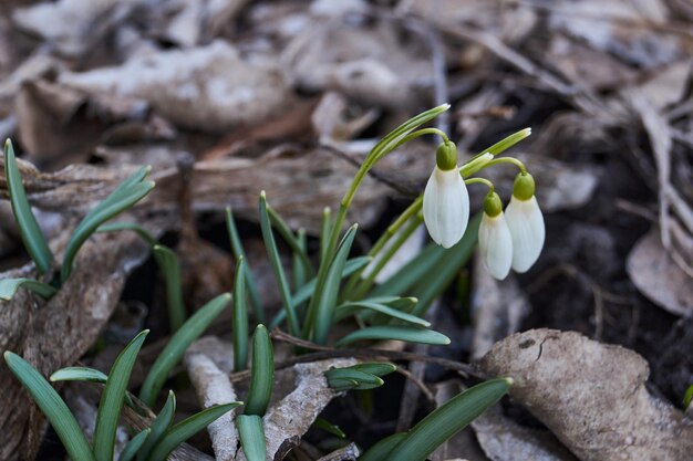 Na trawniku w ogrodzie kwitną przebiśniegi. Przebiśnieg jest symbolem wiosny. Przebiśnieg lub Galanthus (łac. Galanthus) to rodzaj wieloletnich ziół z rodziny Amaryllis (Amaryllidaceae).