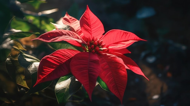 Na tym niezdatowanym zdjęciu widnieje kwiat poinsettii.