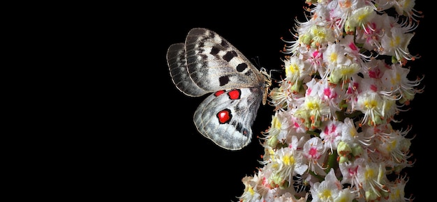 Na tym zdjęciu pokazano motyla z czerwonymi oczami i czerwonymi oczami.