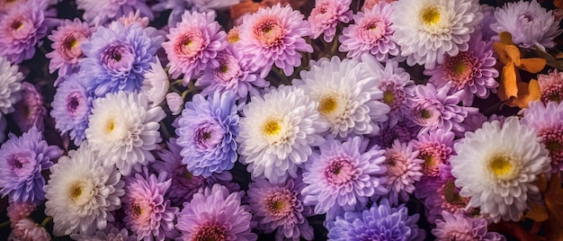 Na tym zdjęciu widoczne jest żywe i kolorowe tło składające się z kwiatów aster.