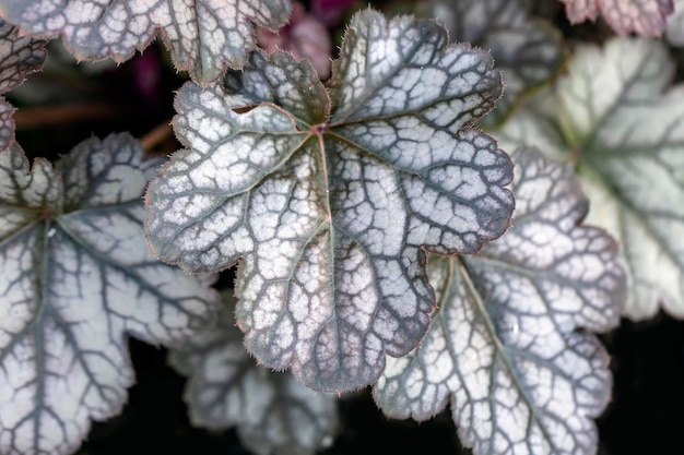 Na wiosnę heuchera srebrzysty liść z ciemnoczerwonymi żyłkami. Ogrodnictwo, hobby, kwiaty wieloletnie, architektura krajobrazu.