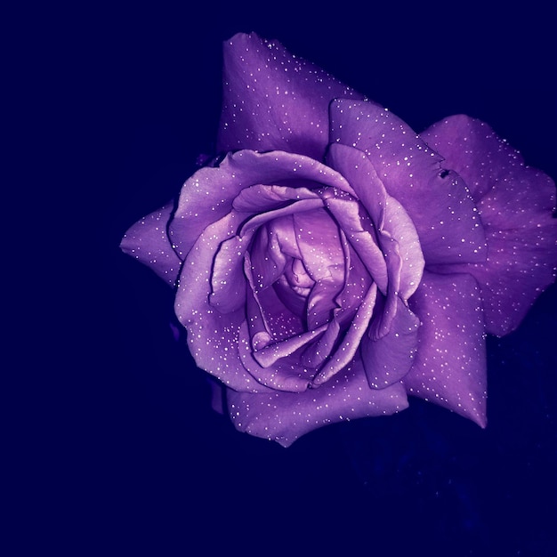 Na zdjęciu liliowa róża z błyszczącymi kroplami deszczu na ciemnoniebieskim tle.
