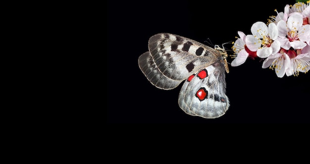 Na zdjęciu pokazano motyla z czerwonymi oczami i czerwonymi oczami.