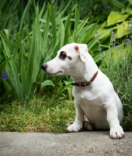 Na zewnątrz biały pies Jack Russel terrier