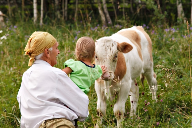 Na zielonej łące pasie się krowa. bydło jedzą trawę. Mężczyzna pokazuje dziecku zwierzę. dziewczyna głaszcząc bestię