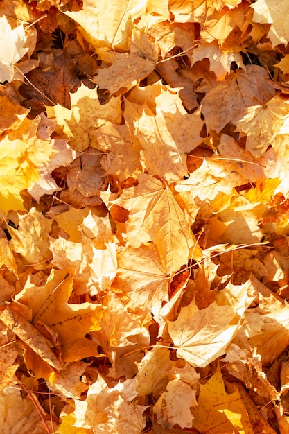 Na ziemi dywan z suchych żółtych liści klonu. Złota jesień. Zbliżenie. Pionowy.