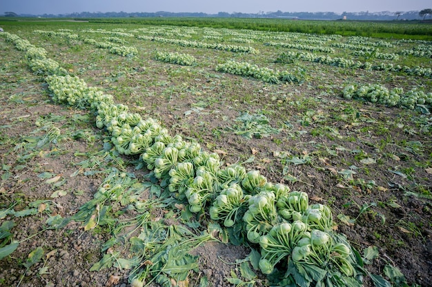 Na ziemi leżą rzędy zebranych warzyw kalarepy