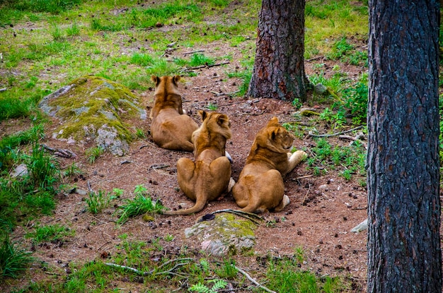 Na ziemi leżą trzy lwy.