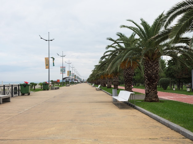 Nabrzeże miasta Batumi z zielonymi palmami w parku nadmorskim Batumi. Naturalna sceneria