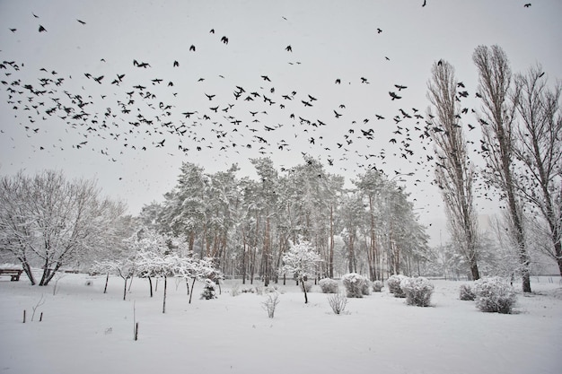 Nad parkiem zimowym przelatuje stado ptaków