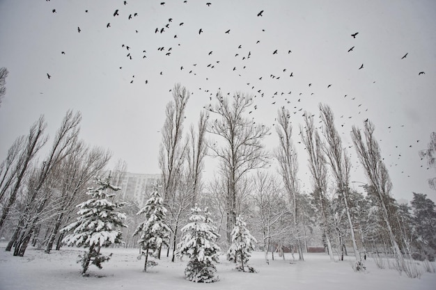Nad parkiem zimowym przelatuje stado ptaków
