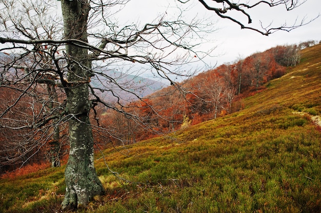 Nadzy Beerch Drzewa Na Jesieni Górach Przy Karpackim, Ukraina, Europa.