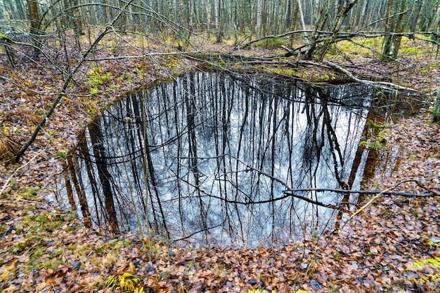 Nagie Bezlistne Drzewa Odbijają Się W Ciemnej Kałuży W Lesie