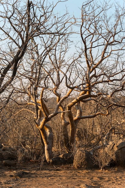 Nagie drzewa i krzewy w afrykańskim lesie w porze suchej