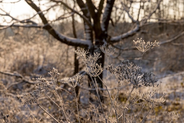 Zdjęcie nagie drzewa liściaste w lesie zimą pokryte śniegiem gałęzie drzew w słoneczną, zimną pogodę zimą