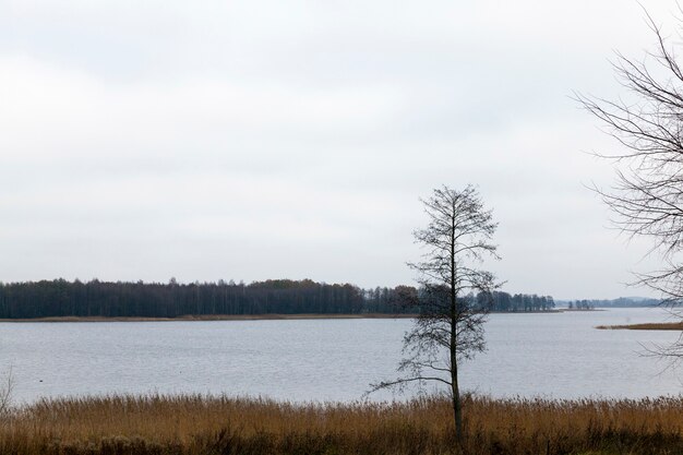 Nagie Drzewa, Rosnące Nad Brzegiem Szerokiego Jeziora W Pochmurną Pogodę, Jesienny Ponury Krajobraz