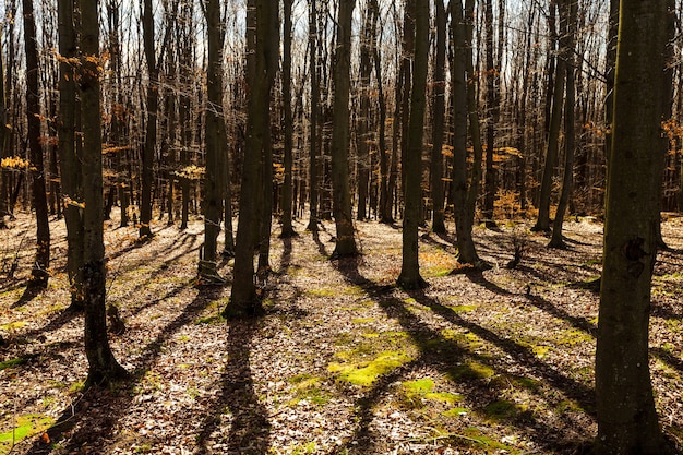 Nagie drzewa w jesiennym lesie, prosty i graficzny obraz