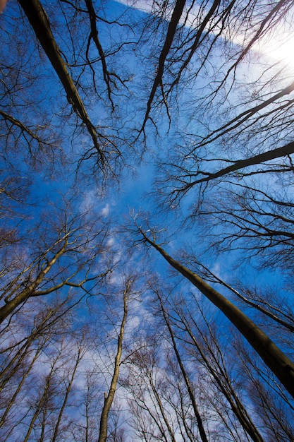 Nagie drzewa w jesiennym lesie, widok z dołu do góry