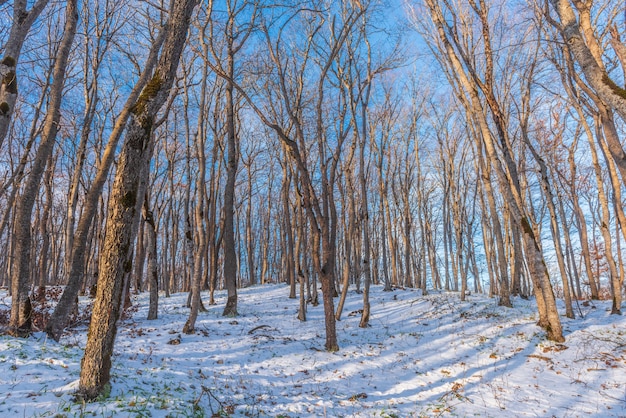 Nagie drzewa w zimowym lesie