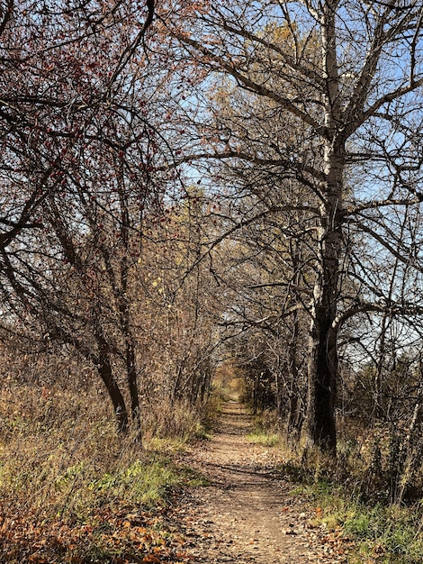 Nagie drzewa wzdłuż ścieżki parkowej pokrytej opadłymi liśćmi w słoneczny jesienny dzień