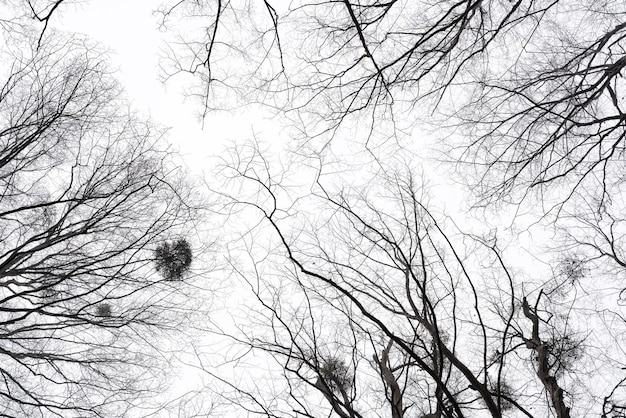 Zdjęcie nagie gałęzie drzew na tle nieba