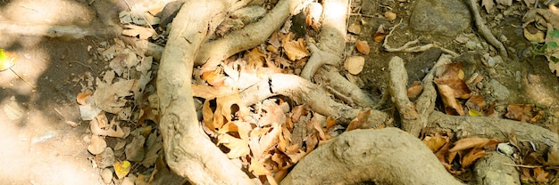 Nagie korzenie drzew wystających jesienią z ziemi na skalistych klifach. transparent