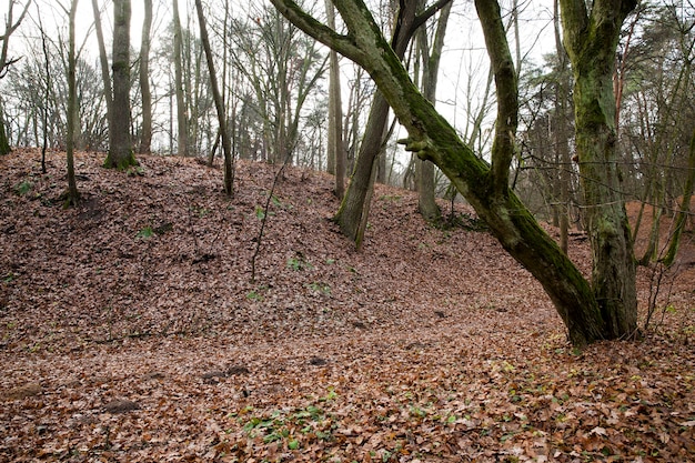 Nagie Pnie Drzew Rosnących W Lesie Jesienią.