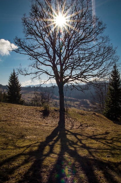 Nagie rozgałęzione drzewo i jasne słońce nad zdjęciem krajobrazu