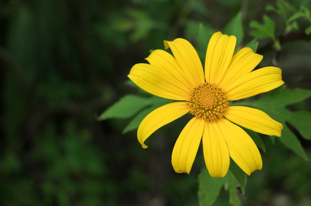 Nagietek drzewny, meksykański tournesol