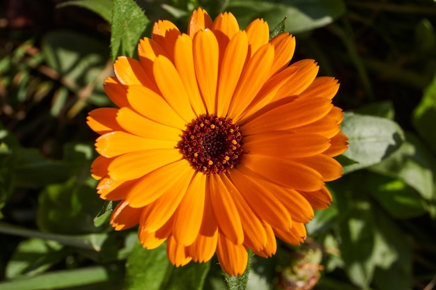 Nagietek kwitnie na trawniku w ogrodzie Calendula lub Marigold lat Calendula rodzaj roślin zielnych z rodziny Astra Asteraceae Ostatnie kwiaty nagietka przed nadejściem przeziębienia