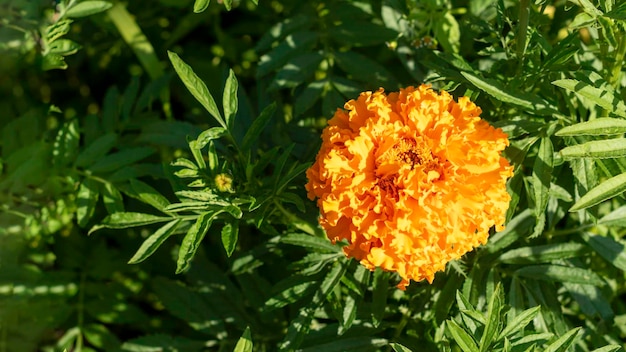 Nagietki Tagetes erecta Nagietek meksykański Nagietek aztecki Nagietek afrykańskisimbolo del dia festivo mexicano