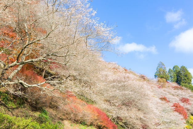 Zdjęcie nagoya, obara sakura jesienią