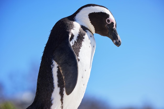 Najlepiej ubrany ptak na bloku. Pingwin czarnonogi w Boulders Beach, Republika Południowej Afryki.