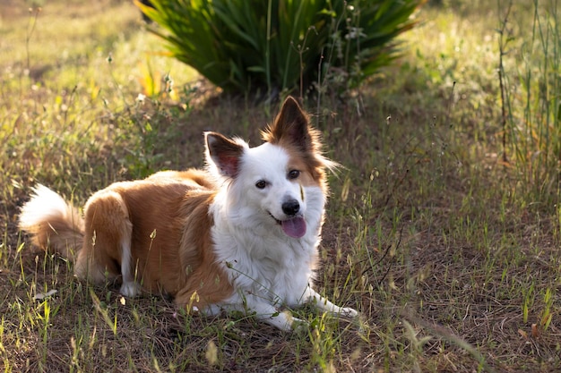 Najpiękniejszy I Najinteligentniejszy Pies Na świecie Border Collie Brązowo-biały W Naturze