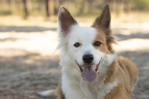 Najpiękniejszy pies na świecie Uśmiechający się uroczy brązowy i biały portret collie piaskowego na świeżym powietrzu