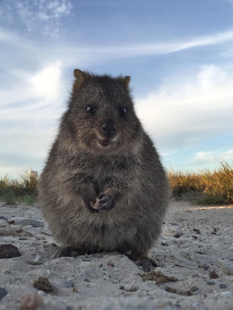 Zdjęcie najszczęśliwsze zwierzę quokka na wyspie rottnest perth w australii