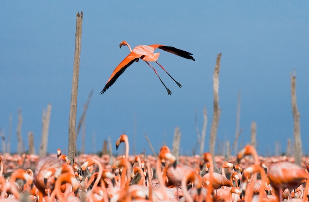 Największa Kolonia Flamingów Karaibskich. Zarezerwuj Rio Maximã â °. Kuba.