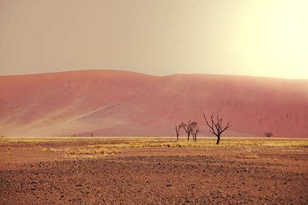 namib