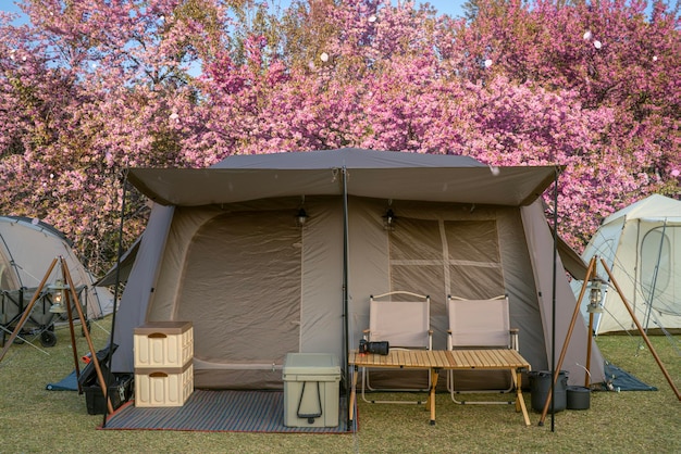 namiot na kempingu w nocy z drzewem kwiatowym sakura w nocy i gwiazdą na tle w parku