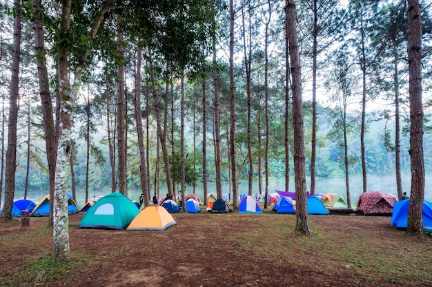 Namiot turystyczny camping w lesie sosnowym na zbiorniku rano