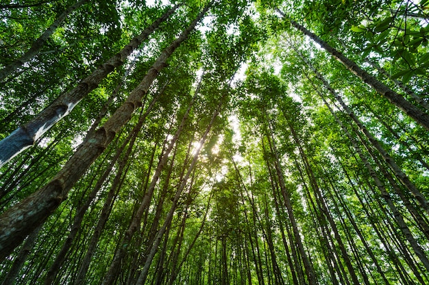 Namorzynowi Lasy Z Zielonymi Liśćmi W Dzwoniącym Prong Pasku, Rayong, Tajlandia