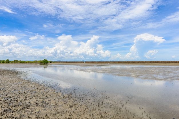 Namorzynowy Las Przy Natury Prezerwą I Forestklaeng Przy Prasae, Rayong Prowincja, Tajlandia