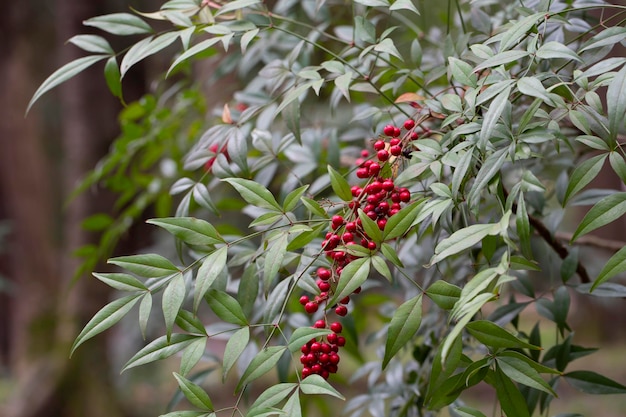 Nandina domestica nandina bambus niebiański lub bambus święty gatunek rośliny kwitnącej z rodziny Berberidaceae