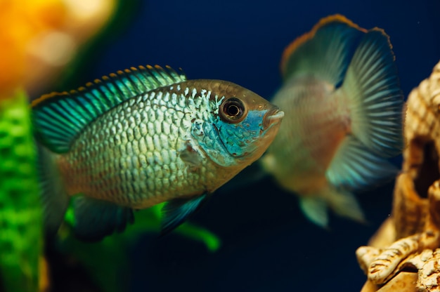 Nannacara. Dwie niebieskie ryby w akwarium siebie
