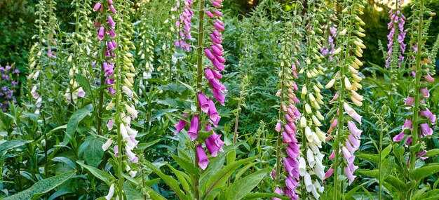 Naparstnica zwyczajna lub Digitalis purpurea rosnąca i kwitnąca w ogrodzie botanicznym w dzień wiosny Zbliżenie natury w lesie z selektywnym naciskiem na łodygi i liście Fairy Bells