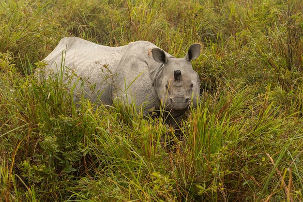 Naprawdę Duży Zagrożony Samiec Nosorożca Indyjskiego W Naturalnym środowisku Parku Narodowego Kaziranga W Indiach
