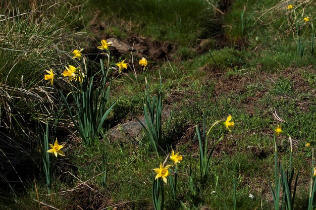 Narcissus nevadensis – żonkil Sierra Nevada to gatunek z rodziny Amaryllidaceae.