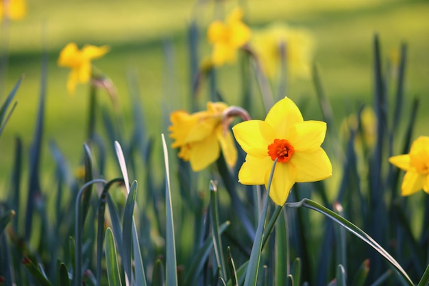 Narcissus pseudonarcissus dziki żonkil lub lilia wielkopostna to wieloletnia roślina kwitnąca