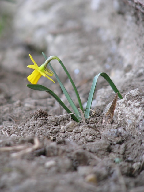 Zdjęcie narcyz kwitnący na polu