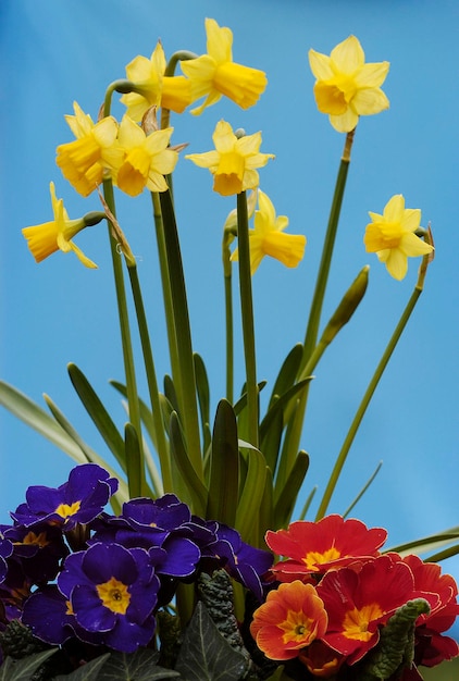 Zdjęcie narcyzy i primrose narcissus spec primula spec